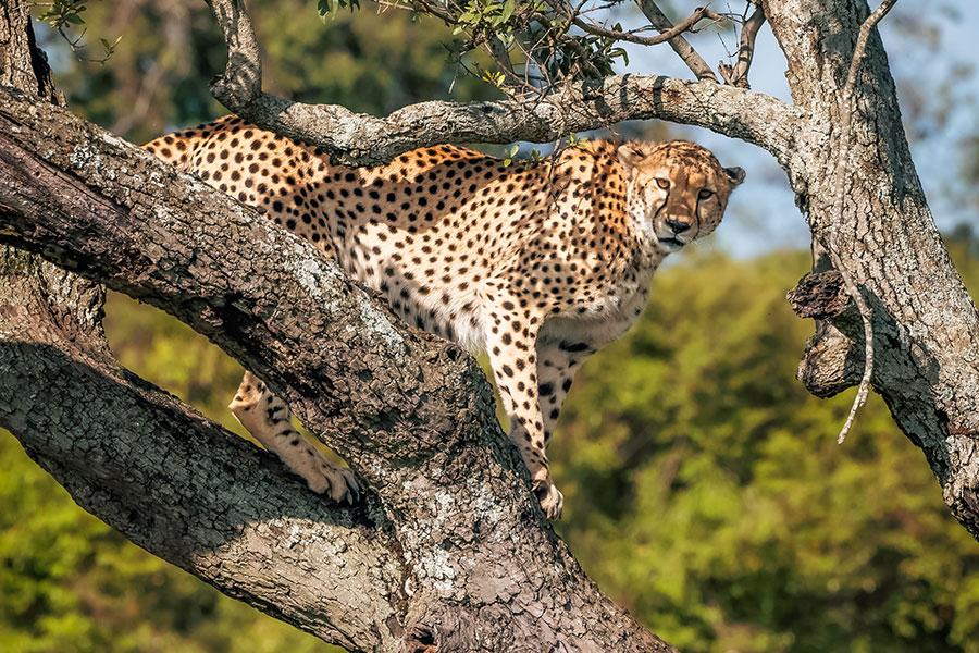 Elewana-Elephant-Pepper-Camp---CheetahUpontheTree