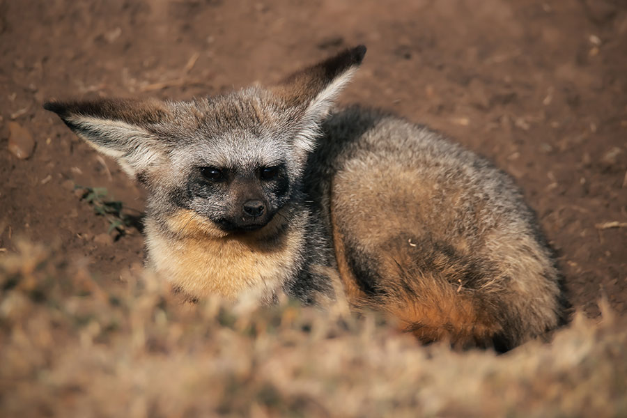 Elewana-Loisaba-Bat-Eared-Fox