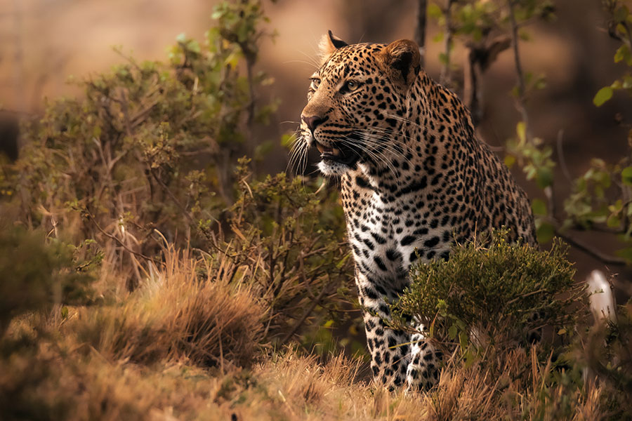 Elewana-Loisaba----Leopard-Gazing