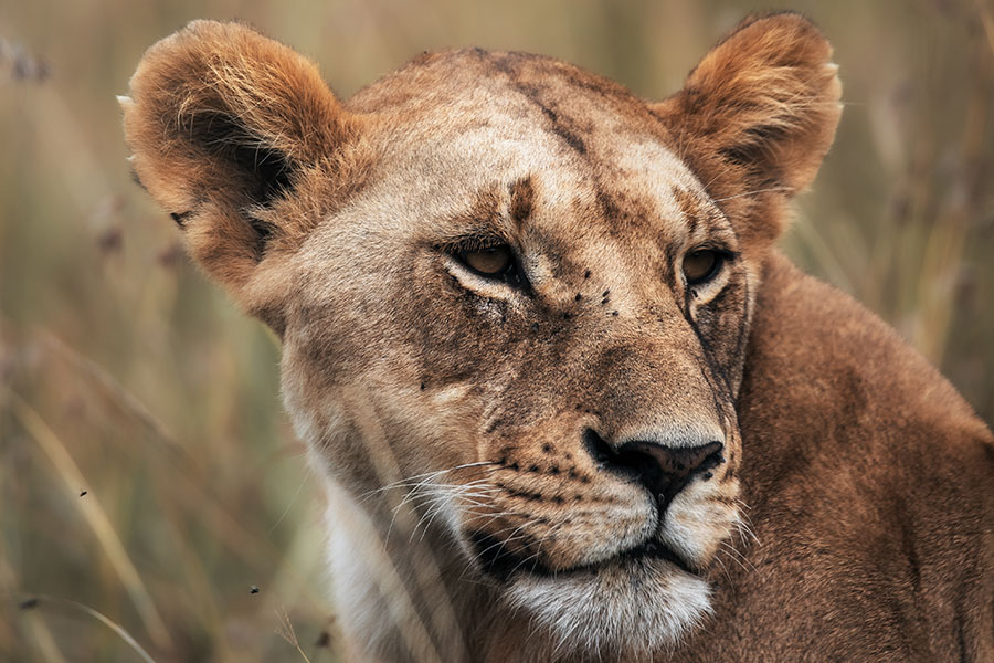 Elewana-Loisaba---Lioness-Portrait