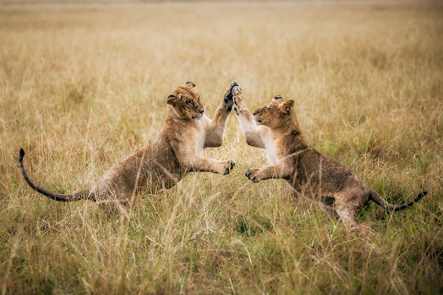 Elewana-Loisaba---Lions-Playing-3