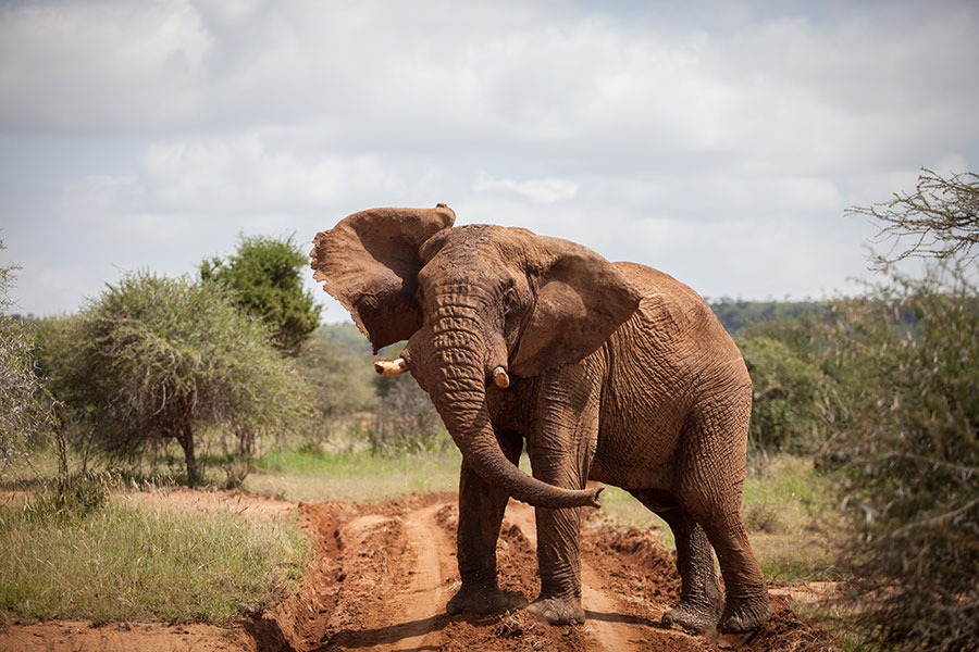 Loisaba---Wildlife---Elephant