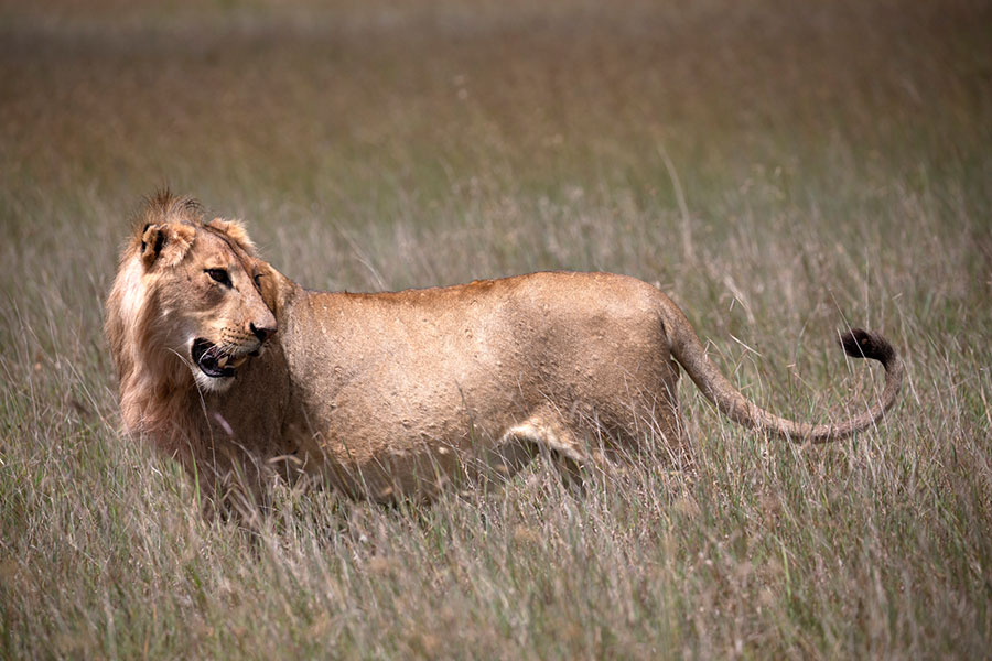 Loisaba---Wildlife---Lion