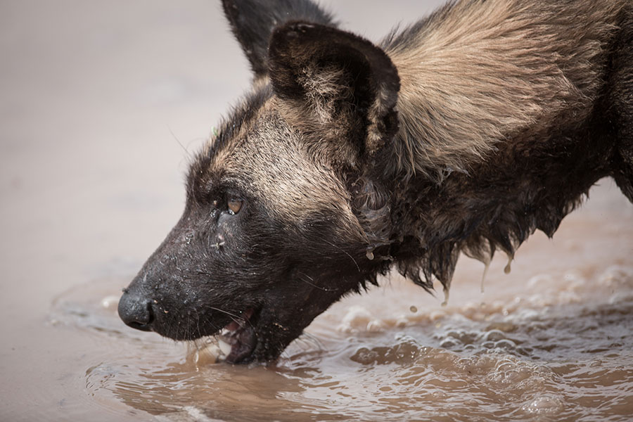 Loisaba---Wildlife---Rare-Wild-Dog