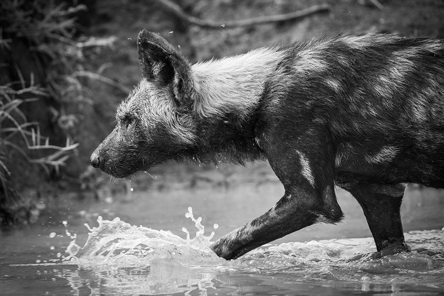 Loisaba---Wildlife---Rare-Wild-Dog_3